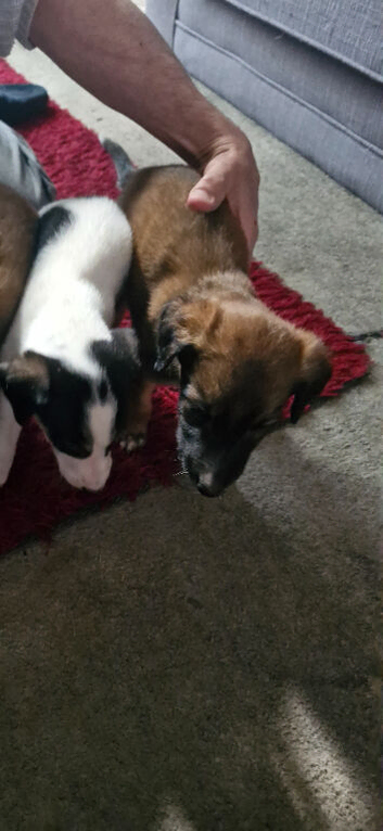 2 saluki x greyhounds for sale, &pound;100 each