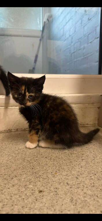 Kittens for sale