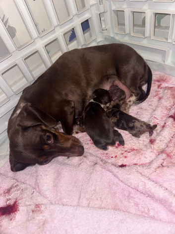 2 miniature kc registered Dachsunds