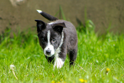 Last Boy border collie