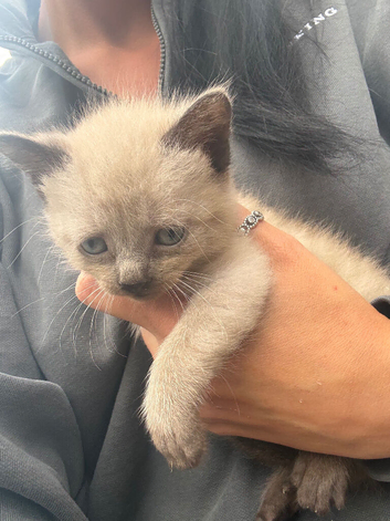 Kittens now ready for their forever homes