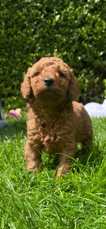 5 Beautiful  F1B Cavapoos for sale