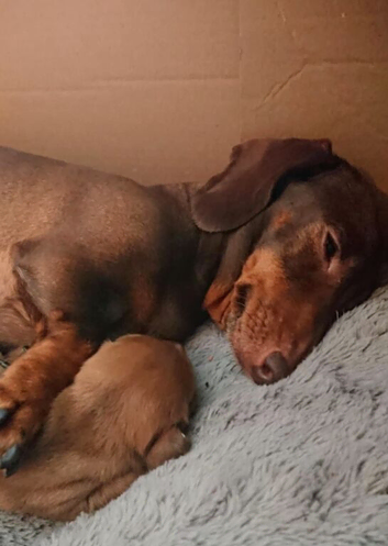Male named Charlie mini dachshund