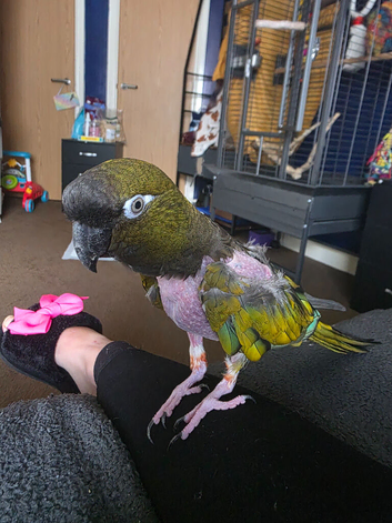 Patagonian conure would need someone who knows the birds