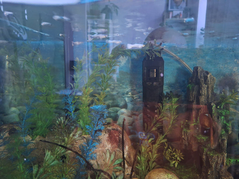 6 Fish for free