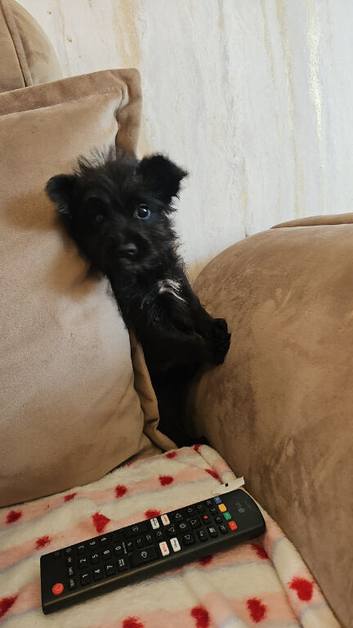 Shibu cross cockapoo