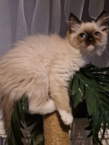 Beautiful seal mitted ragdoll boy kitten for sale