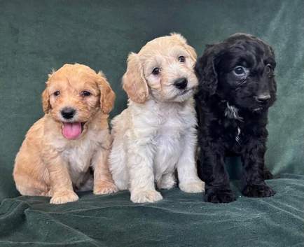 Gorgeous Cockapoo Puppies 3/4 Poodle