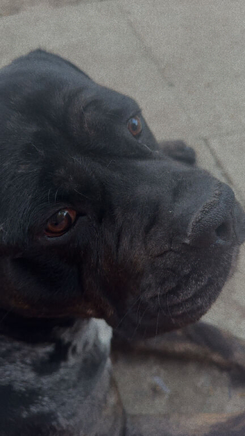 Cane corso mix mastiff