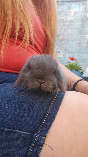 Mini lops