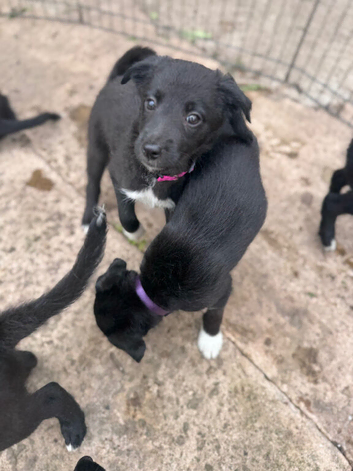 Bedlington Terrier X Border Collie puppies