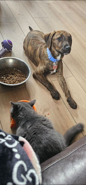 Staffador pup