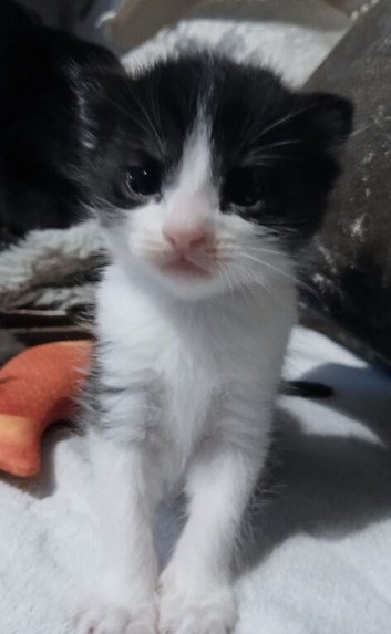 Black/white fluffy tortoise shell male kitten