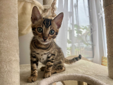 Gorgeous Brown bengal Boy!
