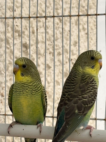 Black wing budgies