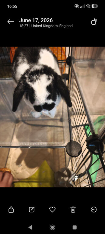 Neutered male Rabbit ready to bond