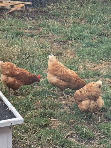 3  2  year old chickens