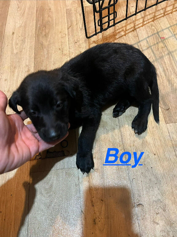 Belgian maligrey