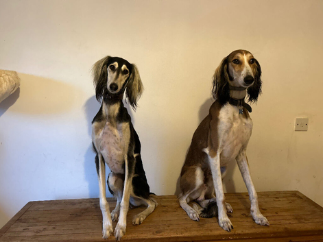 Beautiful KC registered puppies