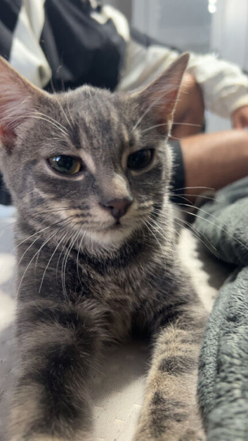 Grey Tabby Kitten &ndash; 5 Months Old