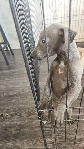 whippet puppy's for sale