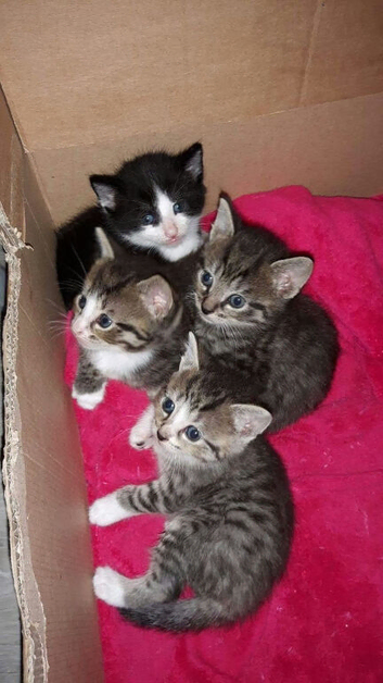 Kittens