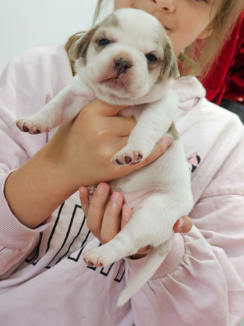 French bulldog x Show cocker spaniel