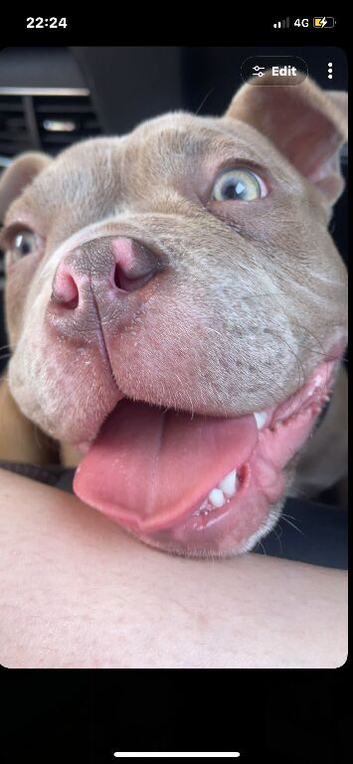 Beautiful bulldog for sale