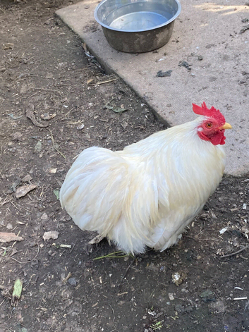Bantam cockerels in need of new homes