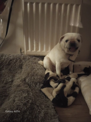 Pug