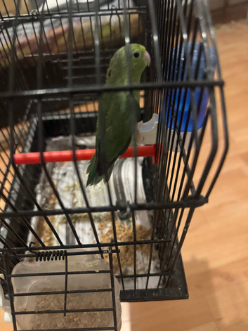 Parrotlet female for sale in London