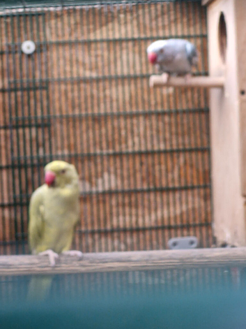 Breeding pair