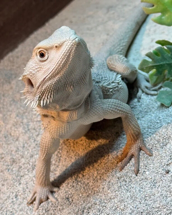 Hypo Zero Male Bearded dragon