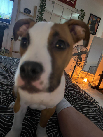 6 month old American Bulldog male puppy
