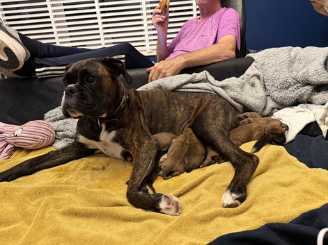 Gorgeous chunky red girl boxer puppies