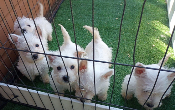 WEST HIGHLAND TERRIER PUPS REGISTERED