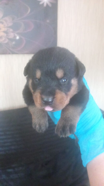 Old school german rottweiler puppies