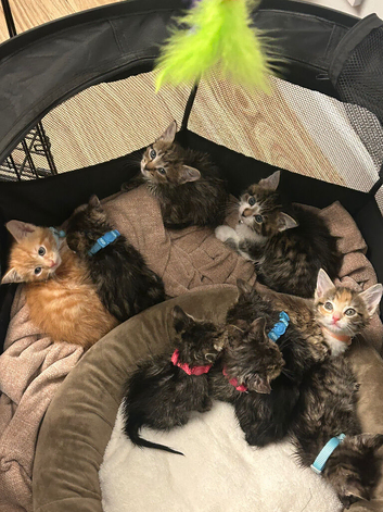 Beautiful kittens available
