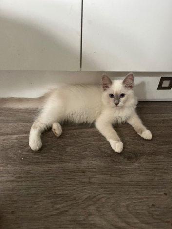 Gorgeous ragdoll kittens ready now