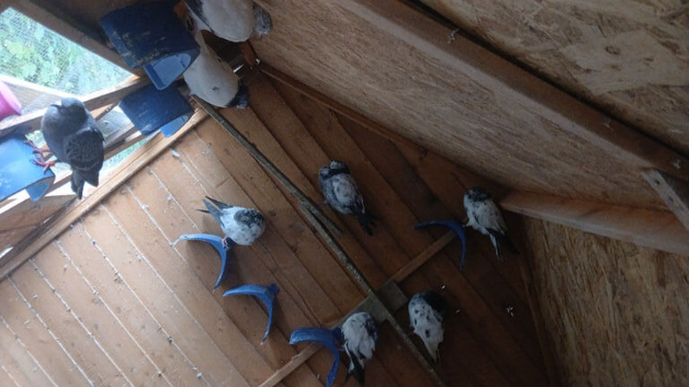 Pigoens for sale in Dunstable