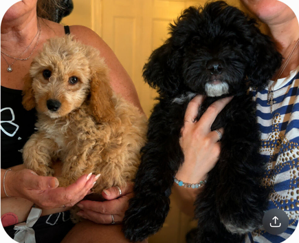 F1b cockapoo puppies