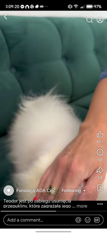 Pomeranian