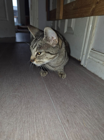 Kittens