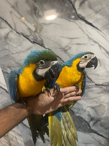 Stunning Baby HandReared Super Tame Cuddly Blue & Gold Macaw