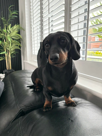 Dachshund puppy 8 weeks old
