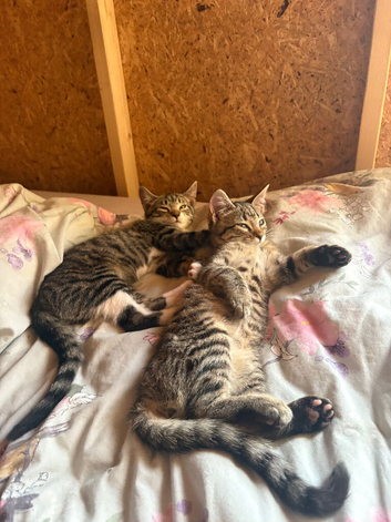 2 kittens for sale