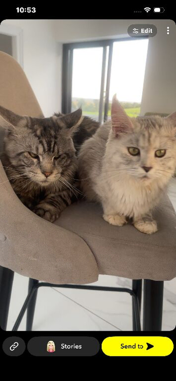 Mainecoon kittens for sale