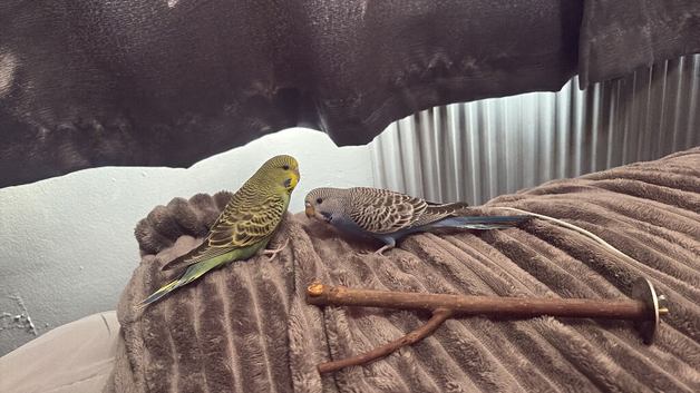 2 hand tamed budgies
