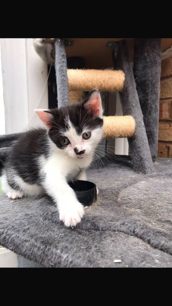 Beautiful kitten for sale