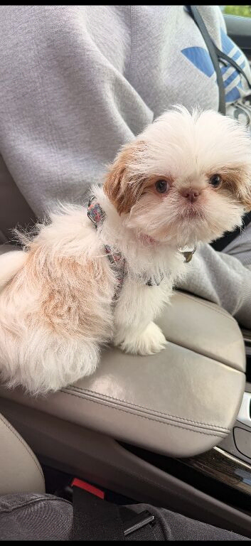 KC Imperial Shih Tzu female puppy